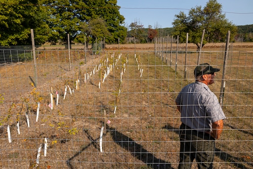 Sleeping Bear Dunes Apple Trees