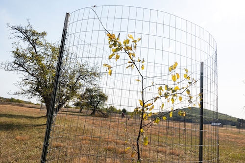 Sleeping Bear Dunes Apple Trees