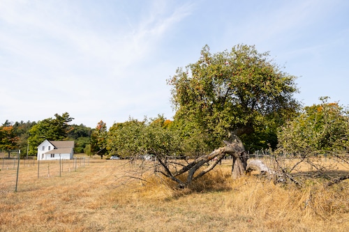 Sleeping Bear Dunes Apple Trees