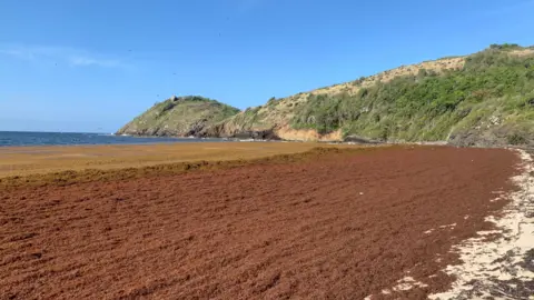 Rufus Gobat A brown mass of sargassum seaweed covers what used to be a white sandy beach in Rendezvous Bay in Antigua. The seaweed stretches to the end of the bay, where rocks can be seen.