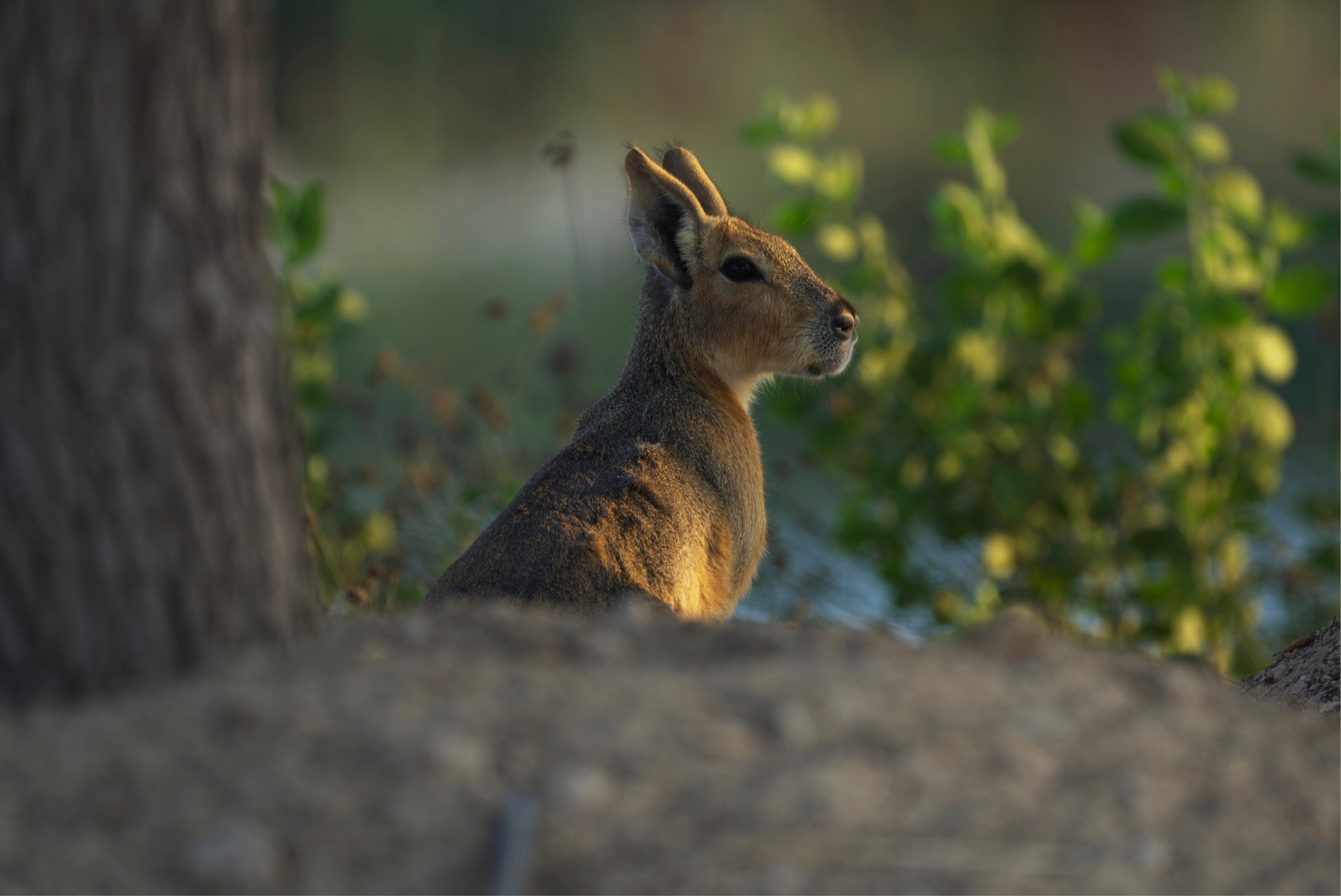 A Patagonia mara is seen at Al Qudra Lakes in Dubai, United Arab Emirates