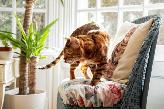 Ginger Bengal on chair by window