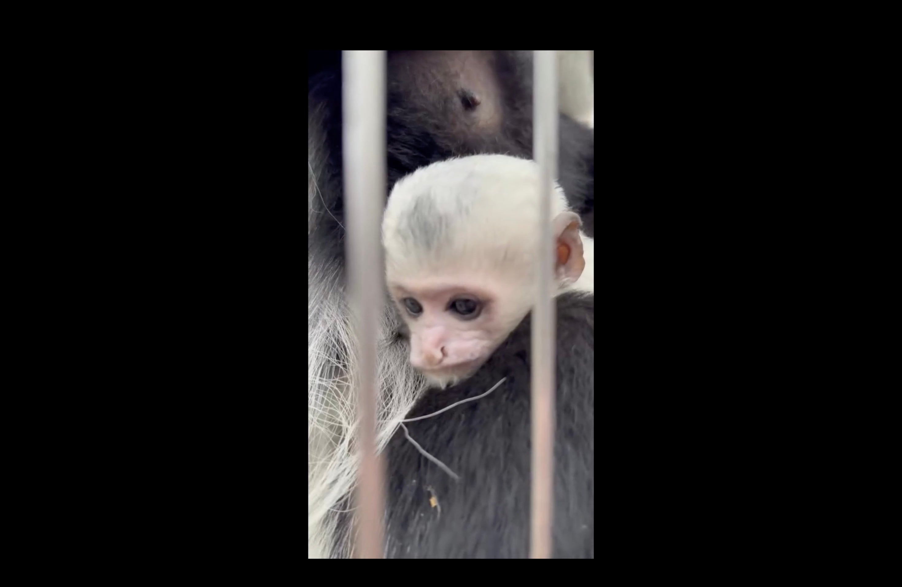 Tennessee’s Memphis Zoo has named its new colobus monkey baby Binx. The zoo threw a gender reveal party for Binx this week