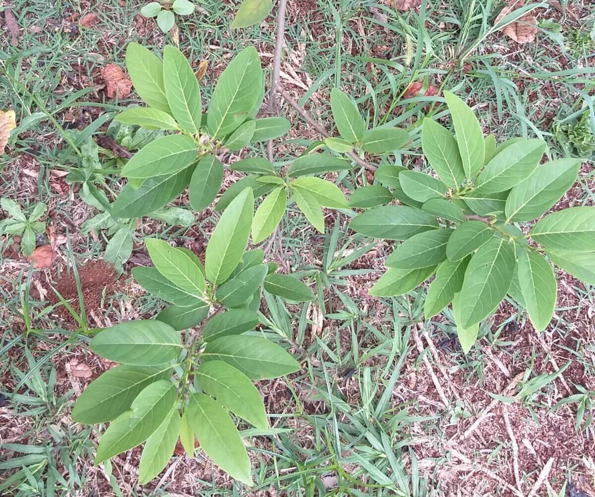 Sugar apple leaves (Annona squamose) are already used medicinally in several countries and is used in folk medicine to treat pain and arthritis.