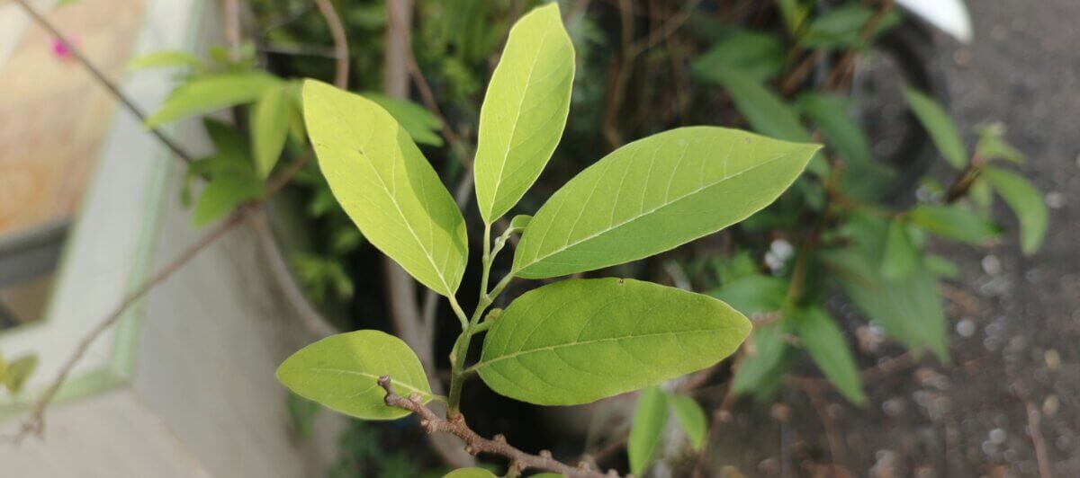 The bright green leaves of the sugar-apple fruit under the morning sunlight.