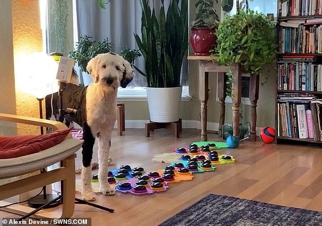 A new study has found that dogs are capable of forming non-random, two-word combinations when using a soundboard to communicate with humans, like Bunny the sheepadoodle does