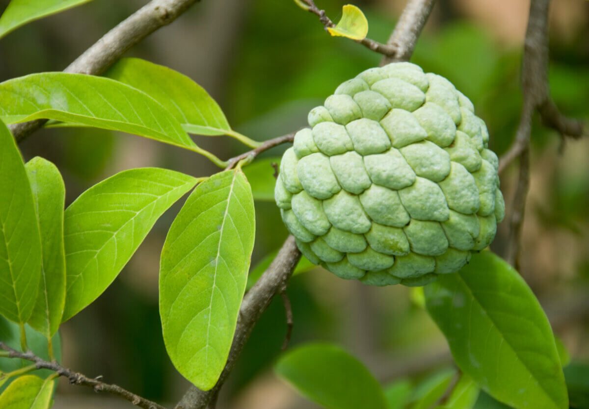 Sugar apple leaves