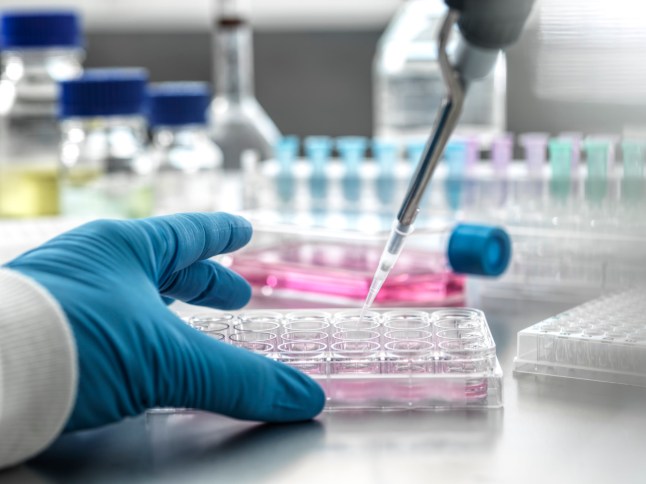 Scientist pipetting medical samples into microplate in laboratory