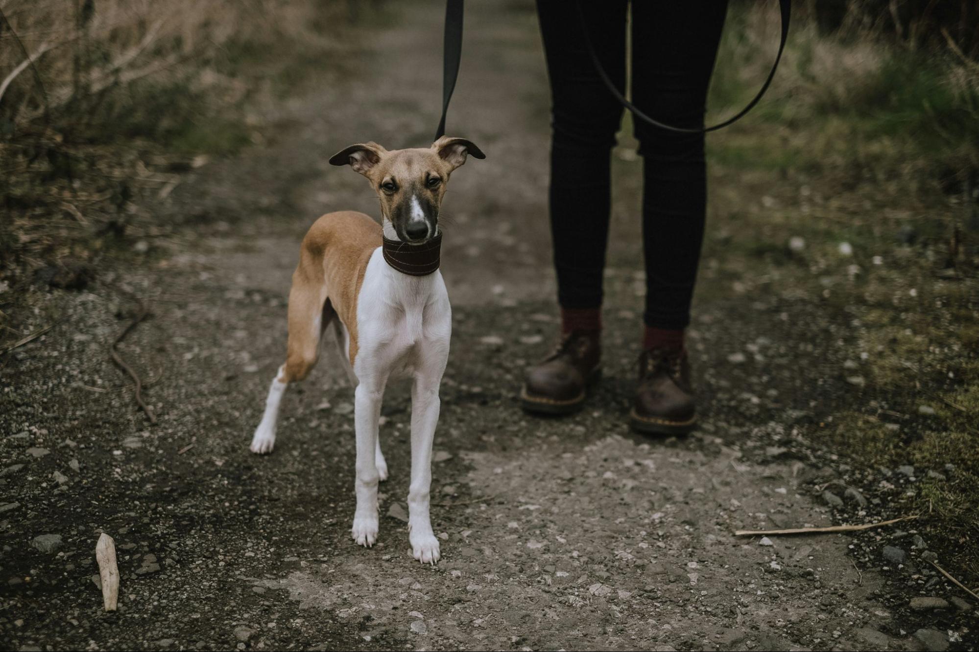 Short-coated brown and white dog stands outdoors next to a person wearing brown shoes.