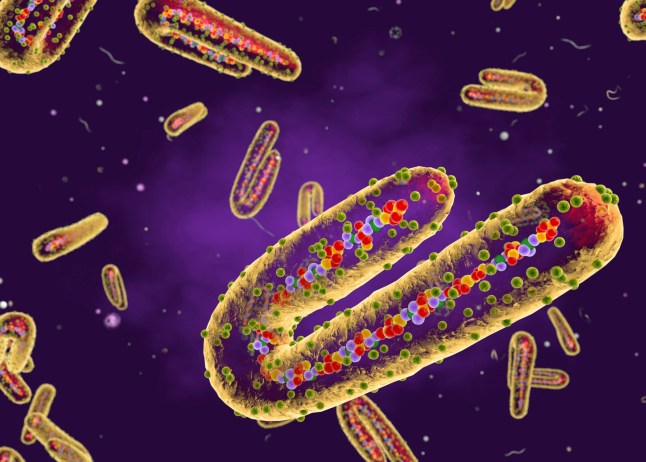 Marburg virus, cut-away illustration. This tubular RNA (ribonucleic acid) virus causes Marburg haemorrhagic fever in humans and non-human primates. Symptoms of the disease include fever, muscle pain, rash, diarrhoea and haemorrhage. The virus was first documented in 1967 in laboratories in Marburg and Frankfurt in Germany, and in Belgrade in Yugoslavia.