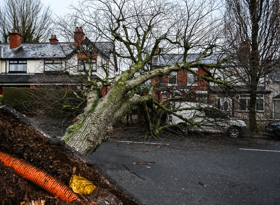 A large tree blown onto a road during a storm, blocking a van.