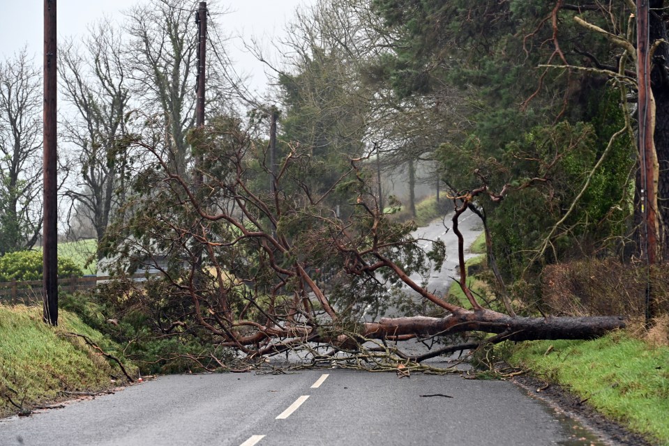 Fallen tree blocking road in Ballymena.