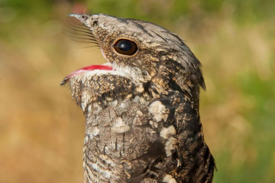 Close-up of a nightjar with its mouth open.