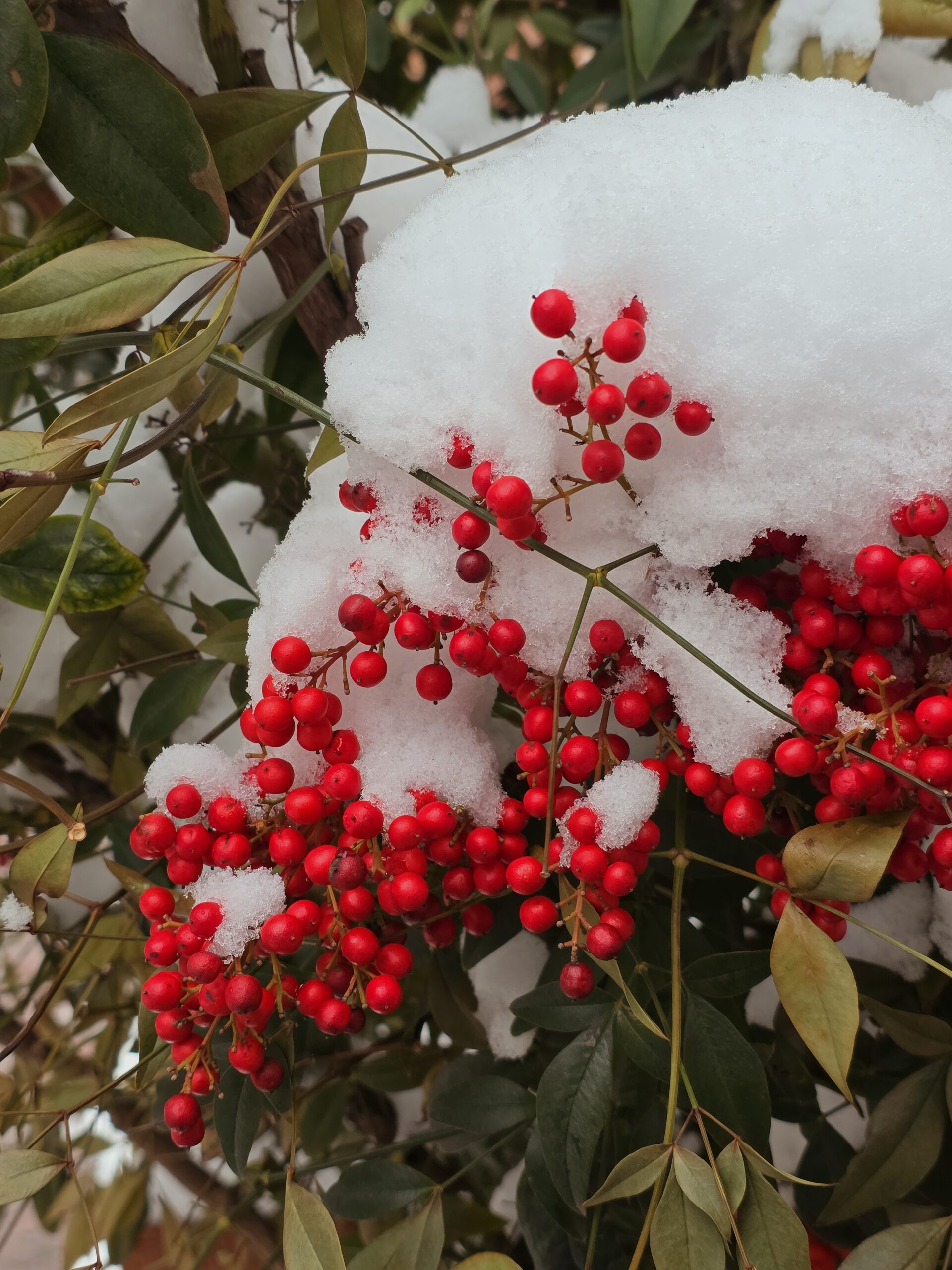 Samsung Galaxy S25 Ultra holly berries 2x zoom Summer filter