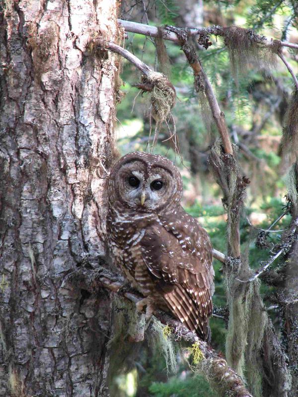 Populations of the northern spotted owl have been plummeting for decades. Monitoring data ensures that efforts to protect the owls are successful