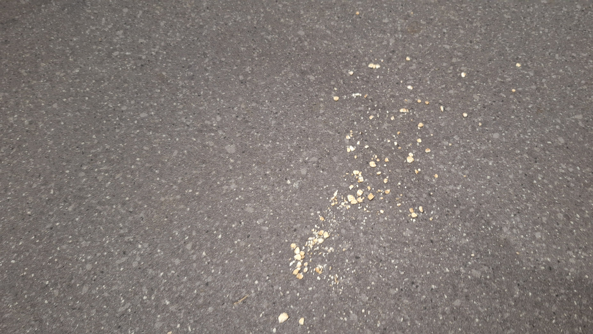 Remnants of oats on lino floor after suction test