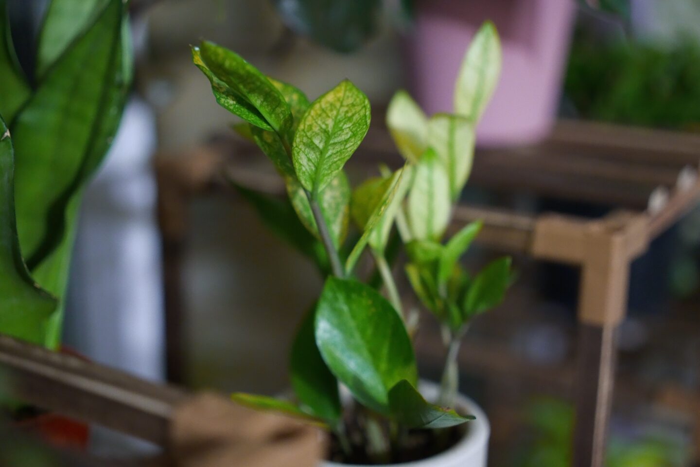 Close-up photo of a potted plant in a dark room, taken by a Sigma BF