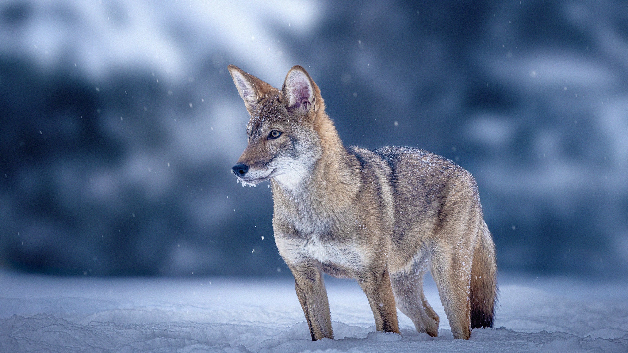 Red wolves are critically endangered. Only between 15 and 17 roam their native habitats in eastern North Carolina. Conservationists say there are more immediate methods to promote long-term survival for the species